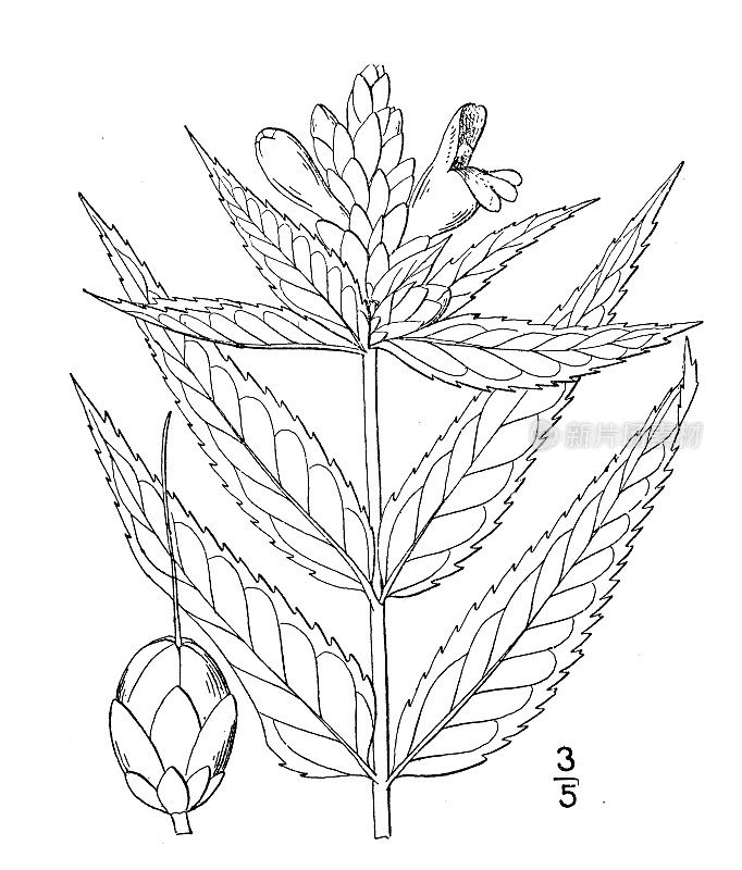 古植物学植物插图:光斑Chelone glabra，黑鱼